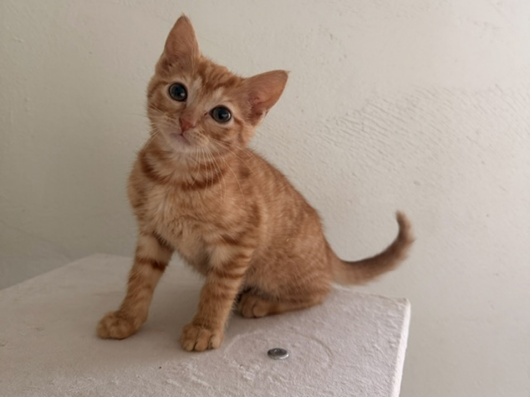 Photo de Misty