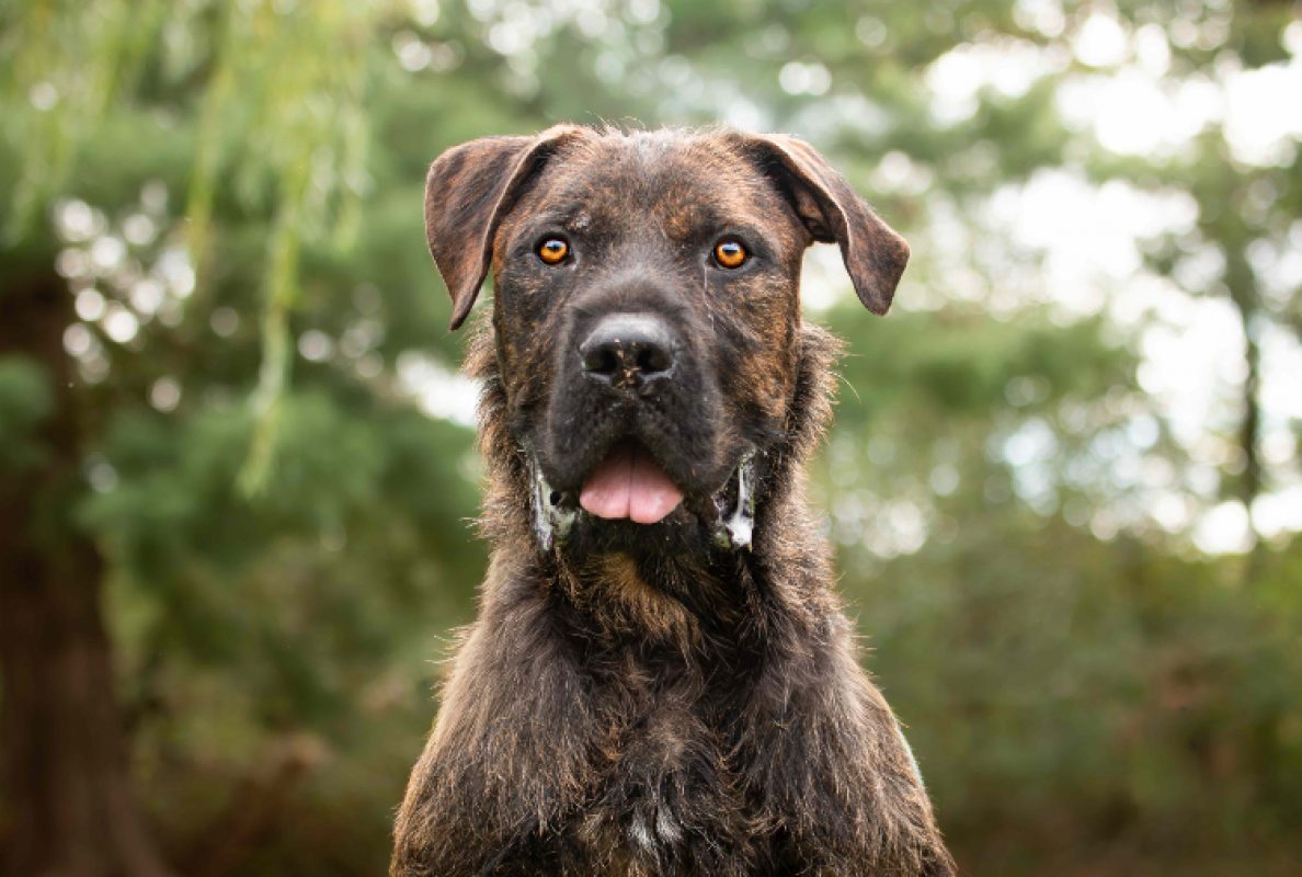 Elve - Chien à adopter