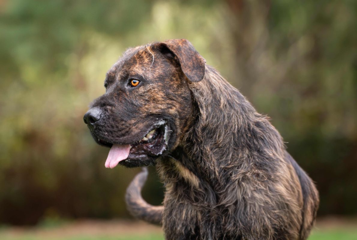 Elve - Chien à adopter - photo 4