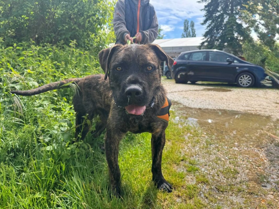 Elve - Chien à adopter