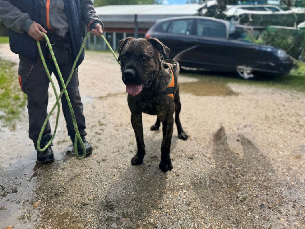 Elve - Chien à adopter - photo 2