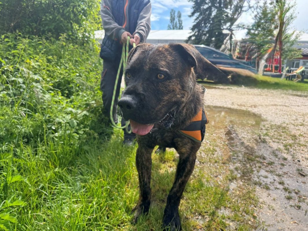 Elve - Chien à adopter - photo 3