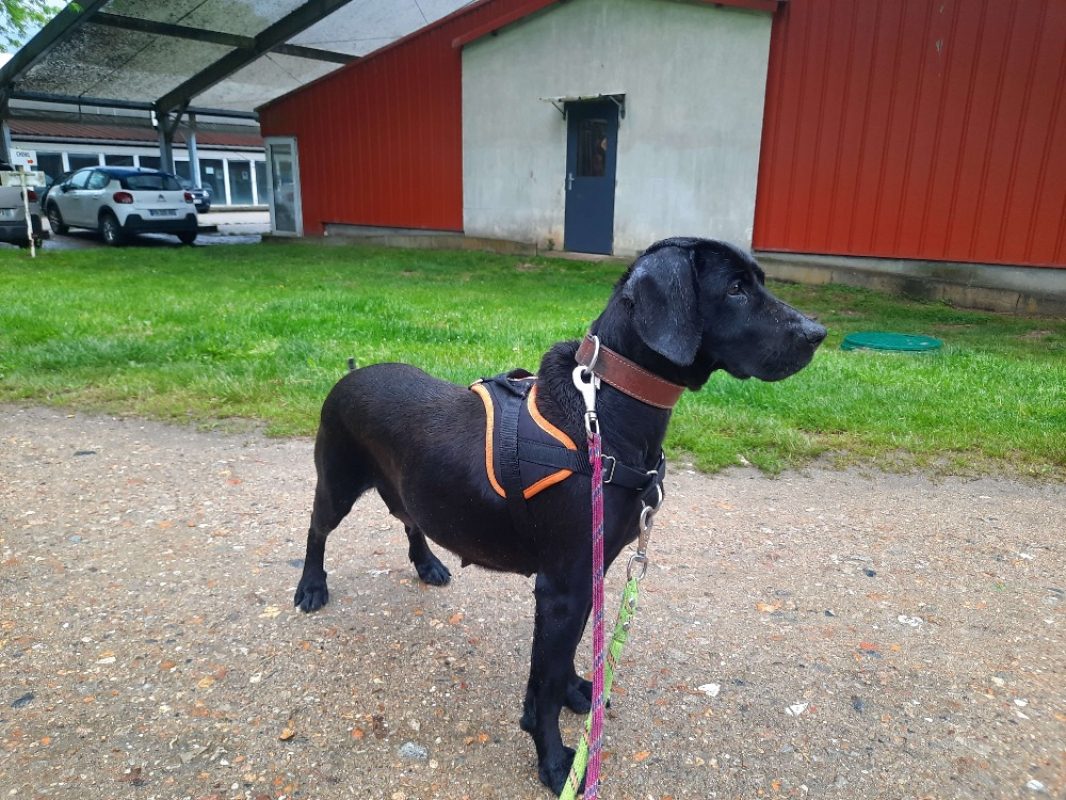 Gucci - Chien à adopter