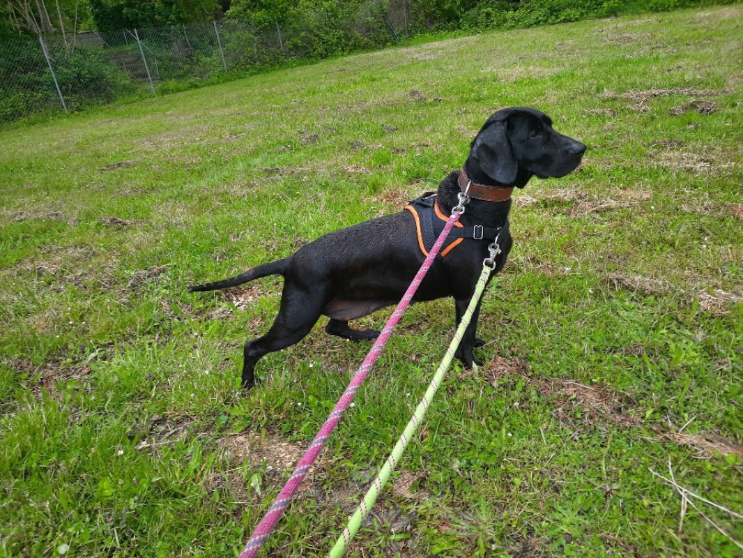 Gucci - Chien à adopter - photo 2