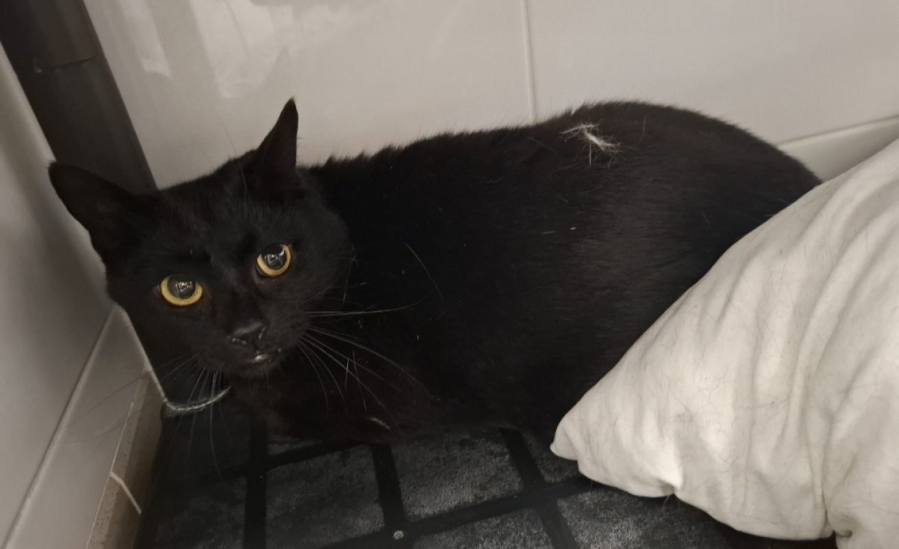 Coco - Chat Européen à adopter