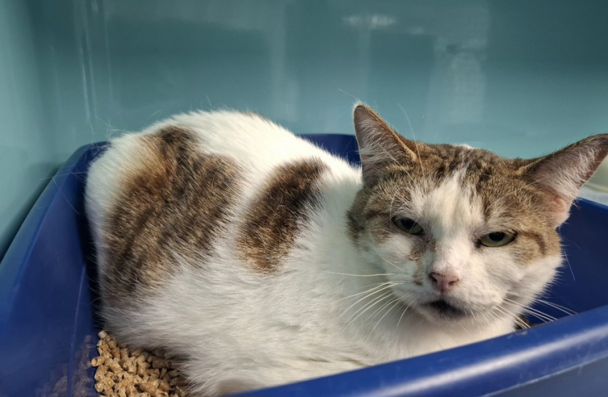 Pupuce - Chat Européen à adopter