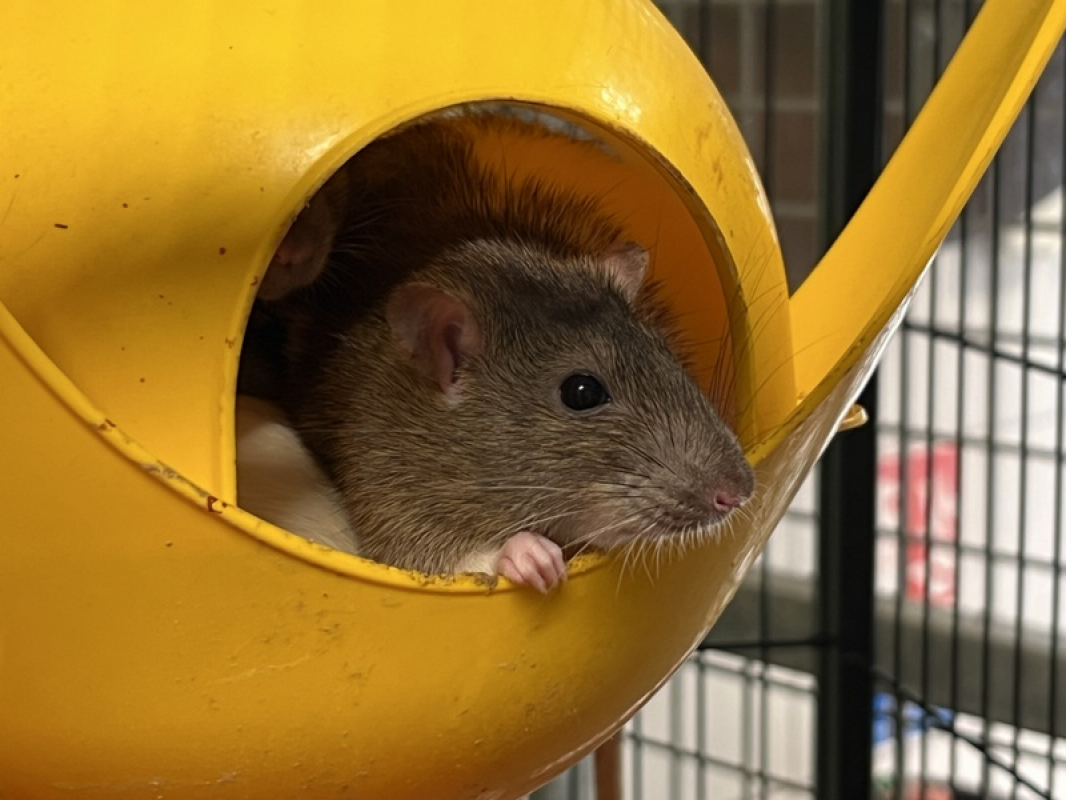Photo de Violi