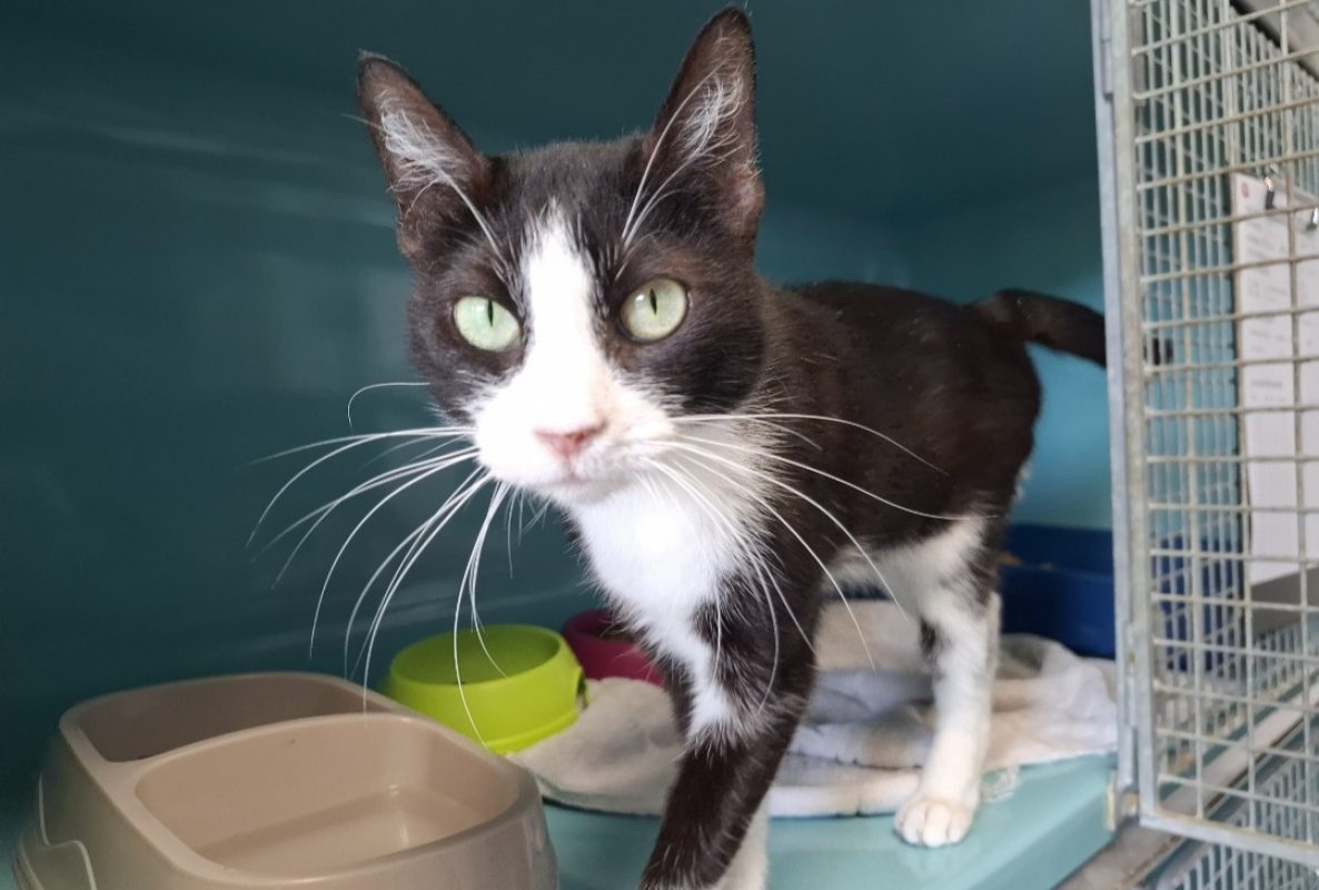 Minette - Chat Européen à adopter