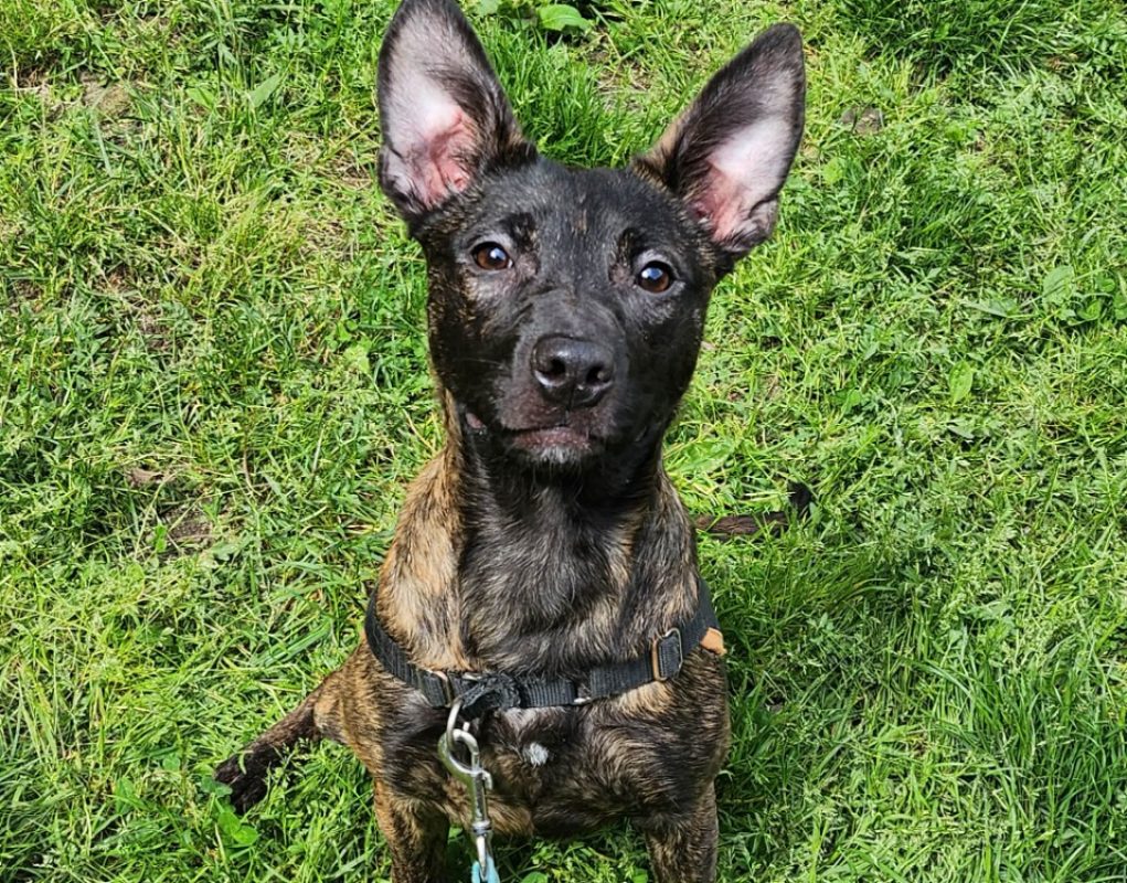 Rewa - Chien à adopter