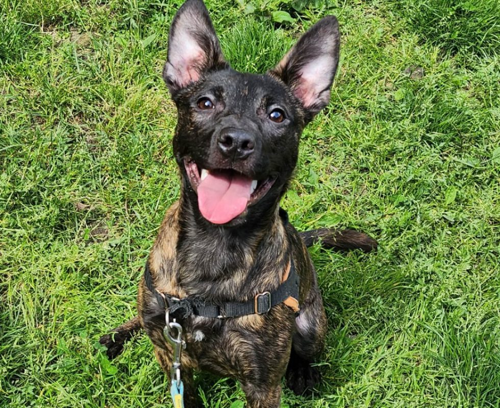 Rewa - Chien à adopter - photo 2