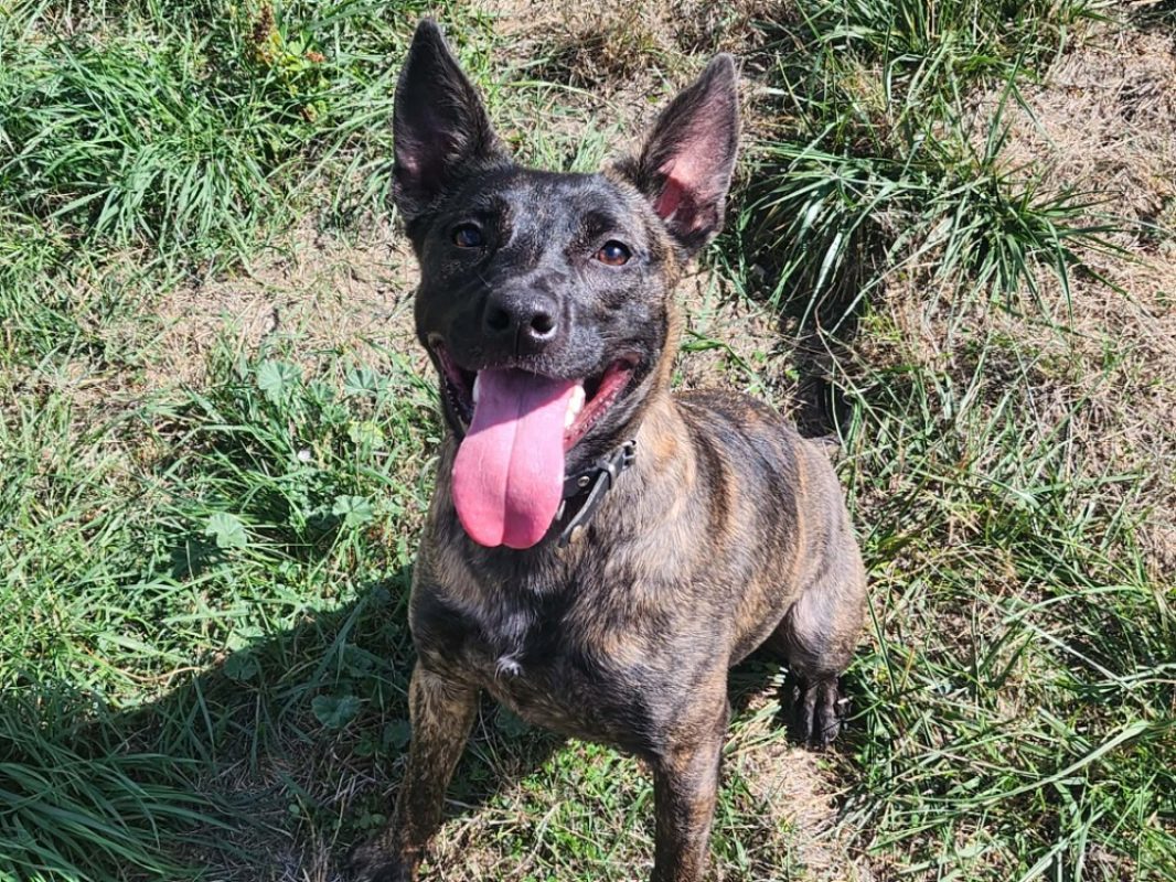 Rewa - Chien à adopter - photo 3