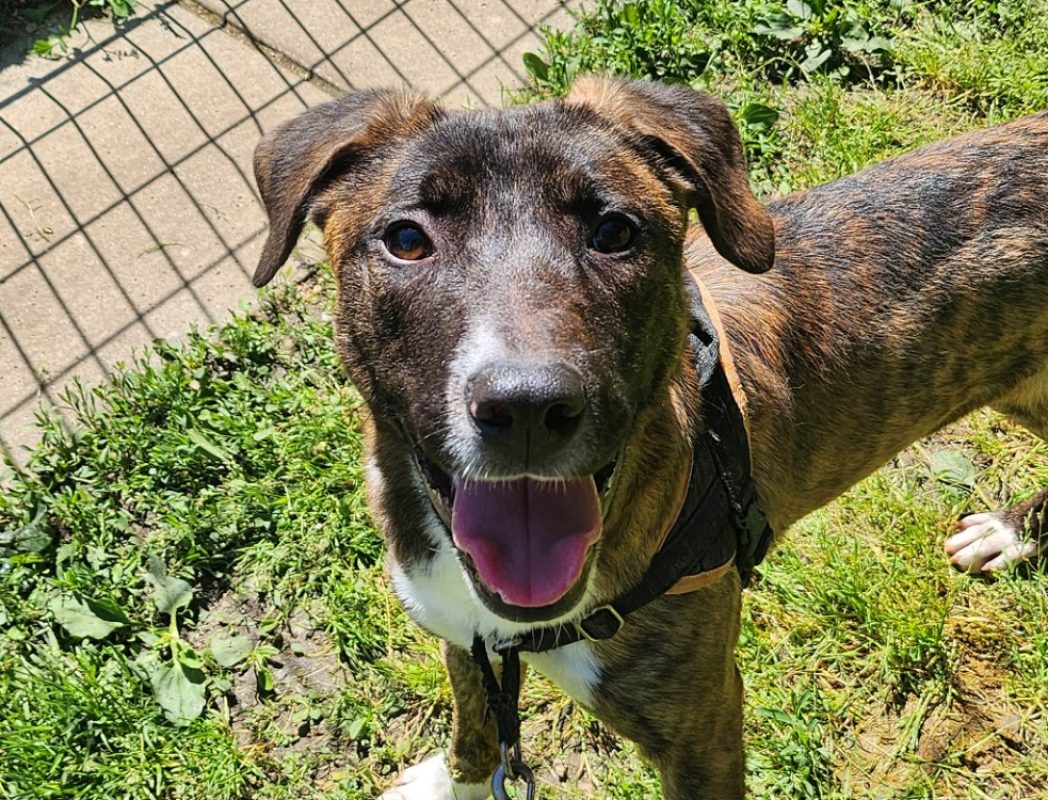 Wooki - Chien à adopter