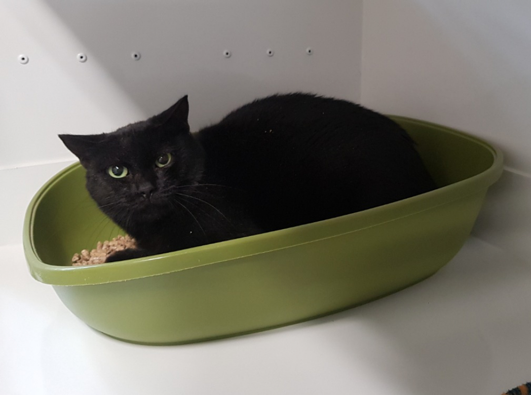 Photo de Milka