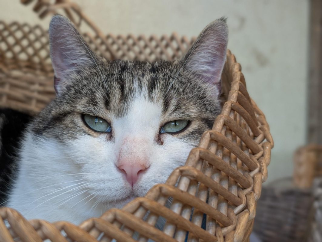 Rustychou - Chat Européen à adopter