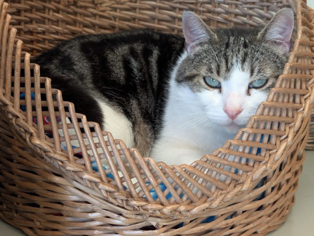 Rustychou - Chat Européen à adopter - photo 2