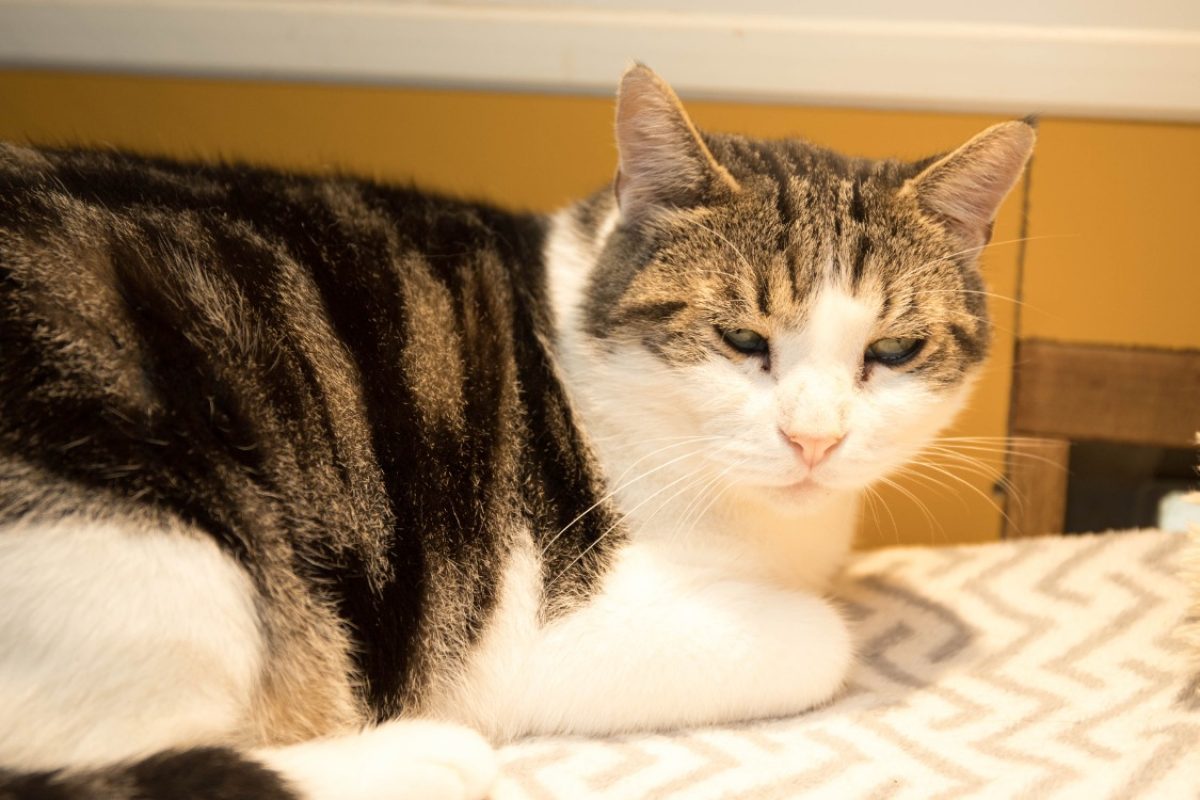 Rustychou - Chat Européen à adopter