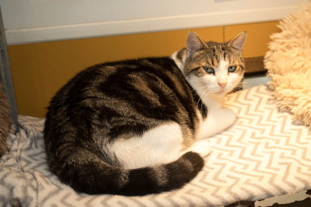 Rustychou - Chat Européen à adopter - photo 2