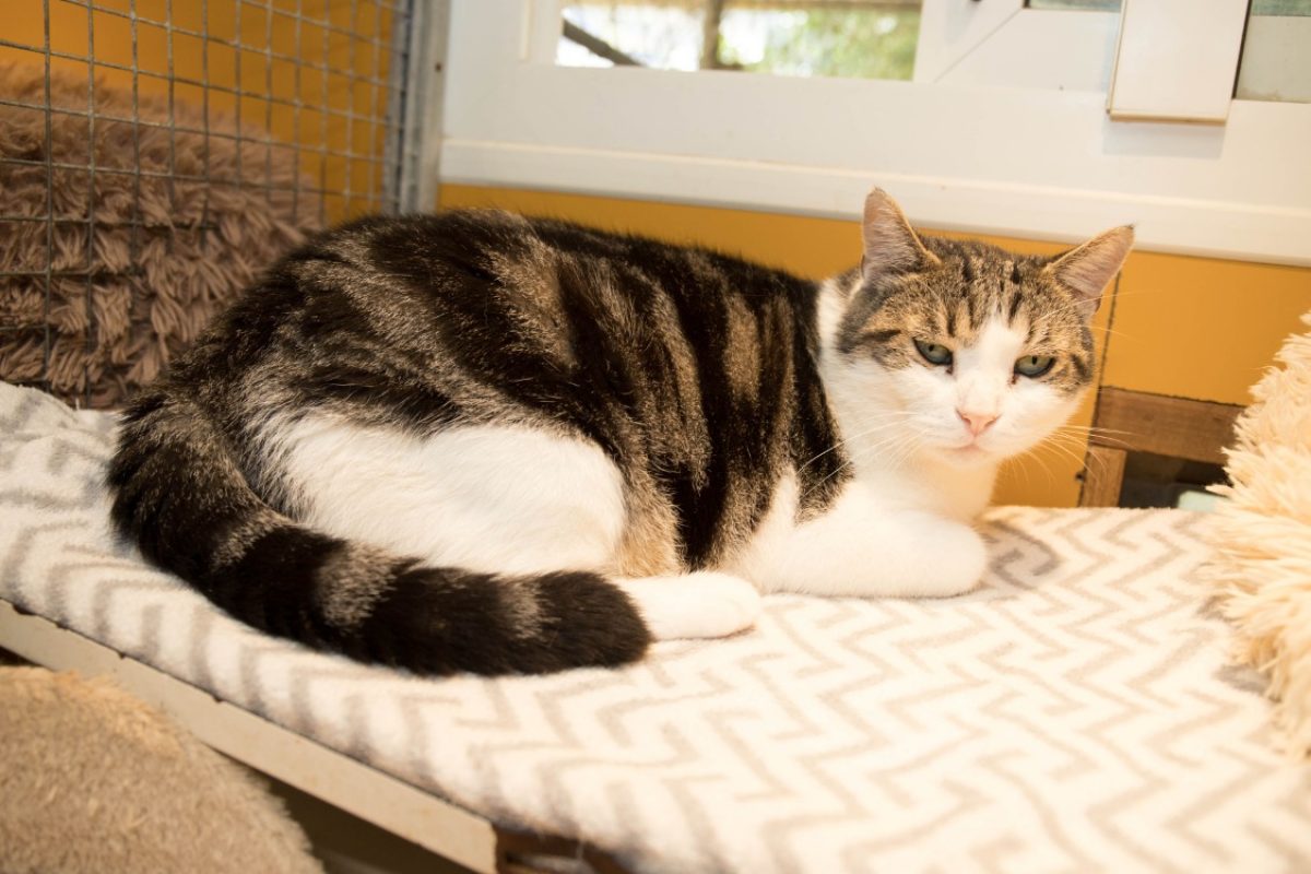 Rustychou - Chat Européen à adopter - photo 3