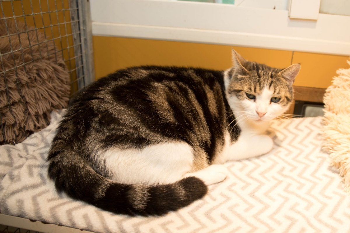 Rustychou - Chat Européen à adopter - photo 4