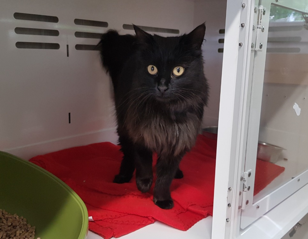 Photo de Cybele