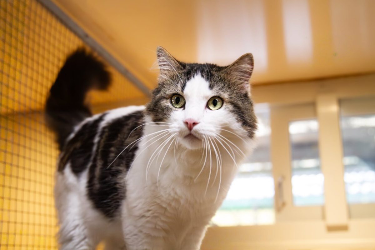 Stockholm - Chat Européen à adopter