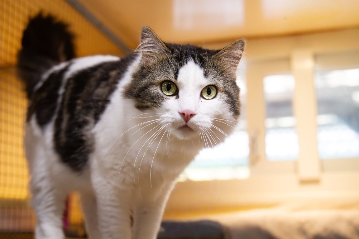 Stockholm - Chat Européen à adopter - photo 2