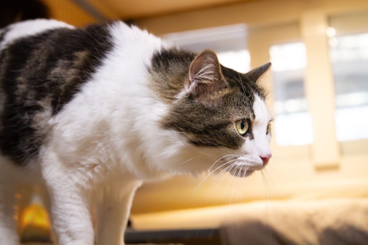Stockholm - Chat Européen à adopter - photo 3