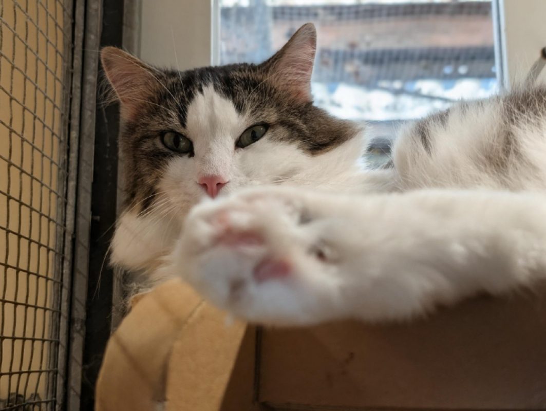 Stockholm - Chat Européen à adopter - photo 4