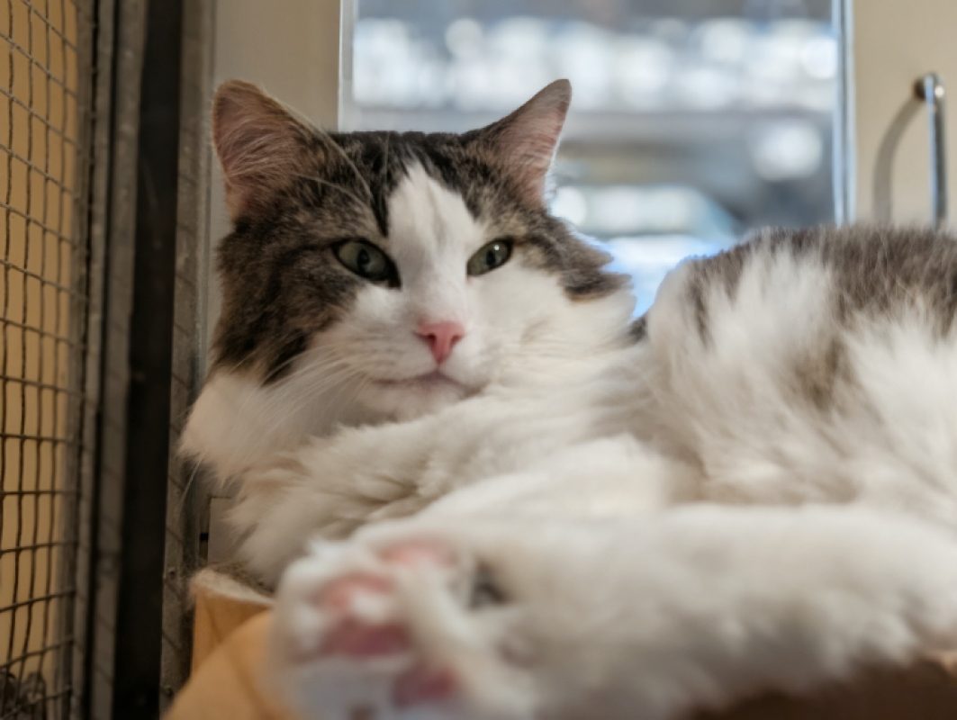 Stockholm - Chat Européen à adopter - photo 5