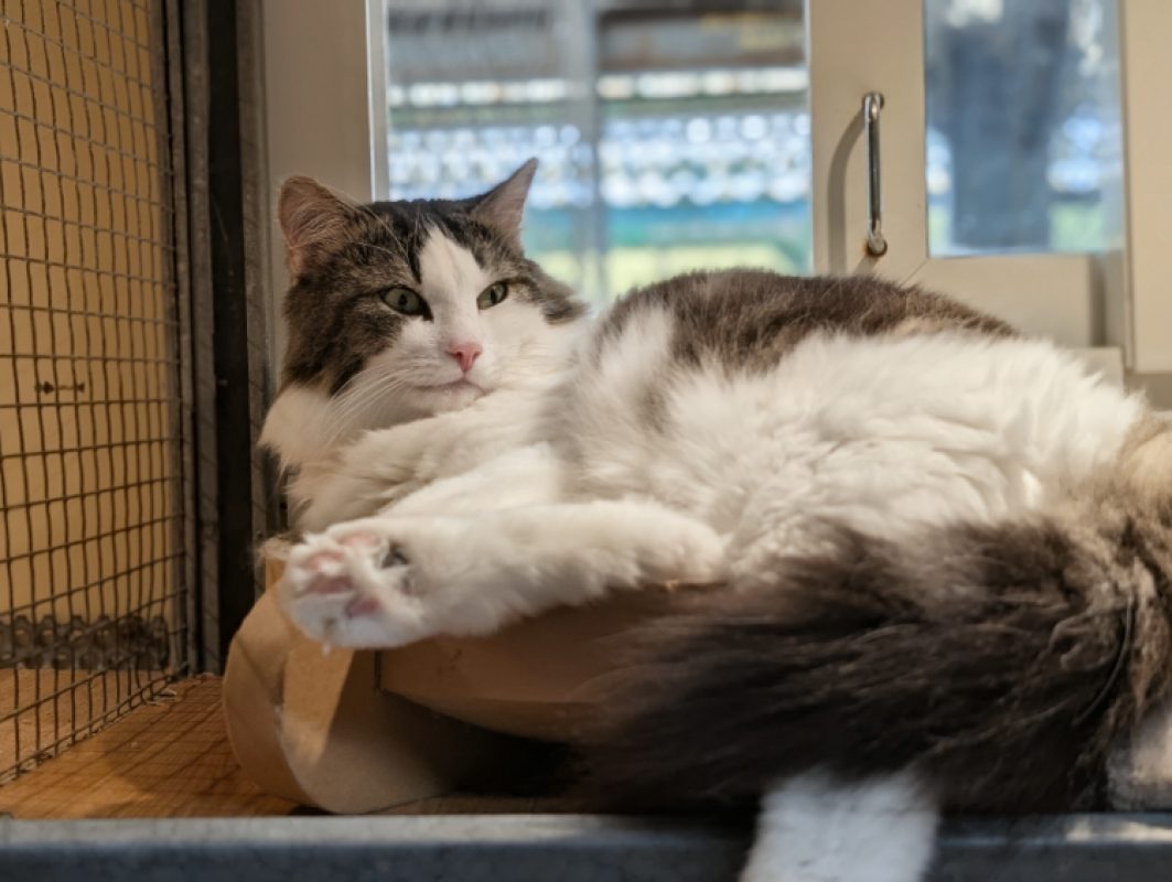 Stockholm - Chat Européen à adopter - photo 6