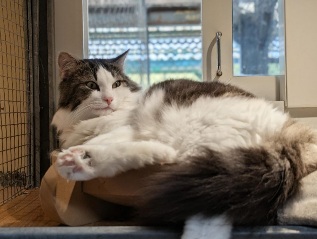 Stockholm - Chat Européen à adopter - photo 7