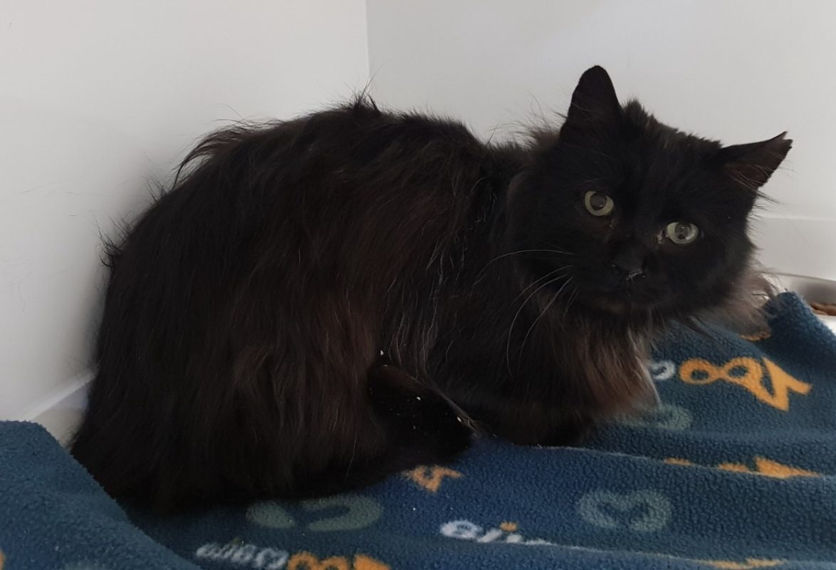 Ades - Chat Européen à adopter