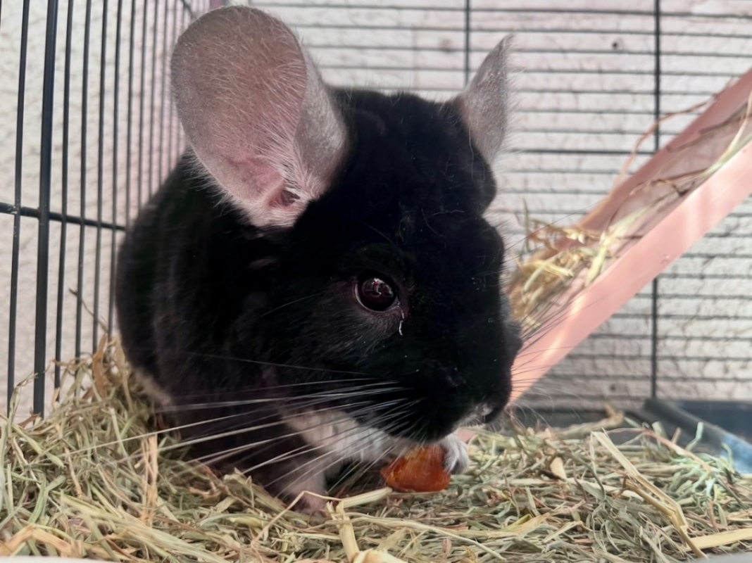Photo de Ninja