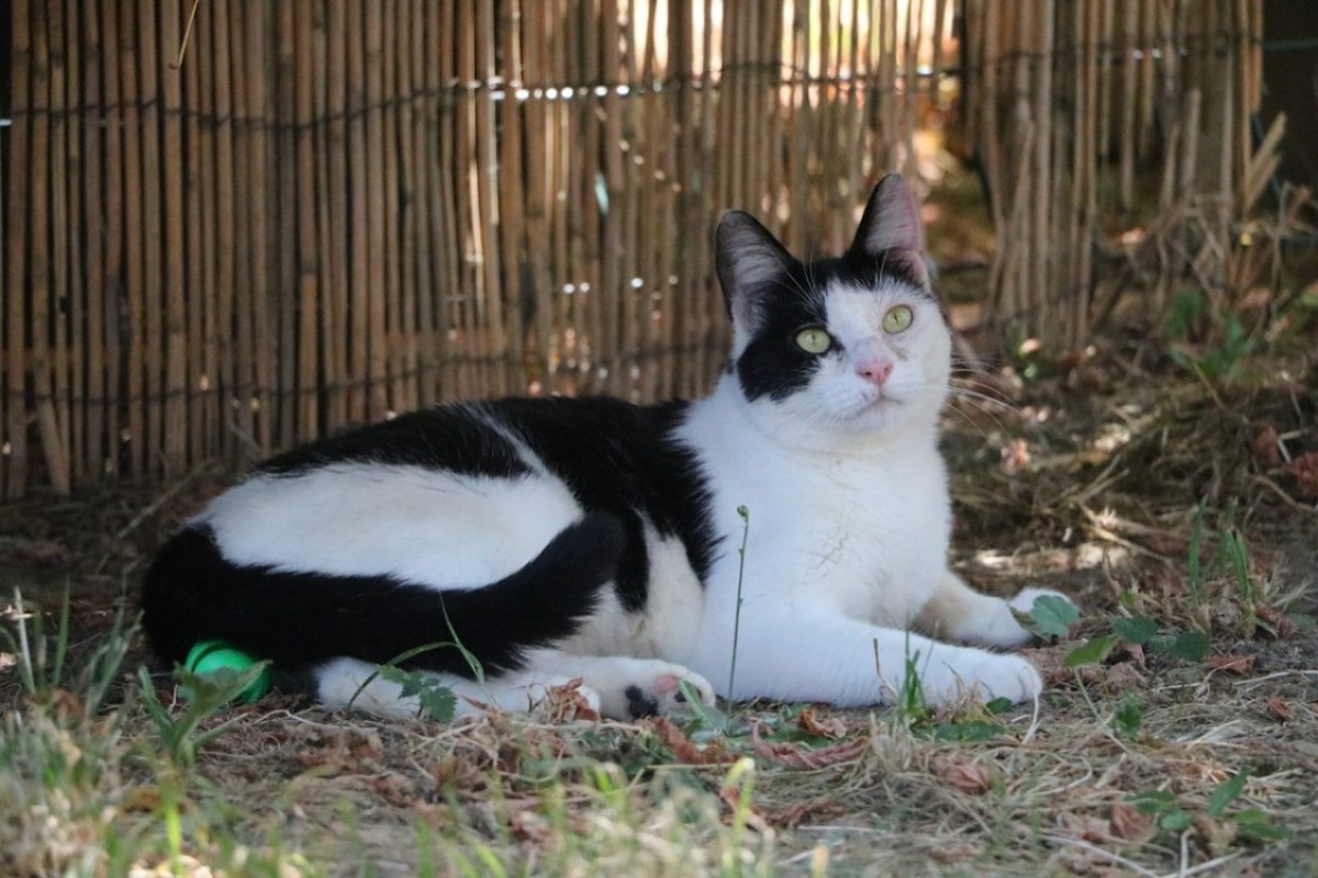 Kana - Chat Européen à adopter