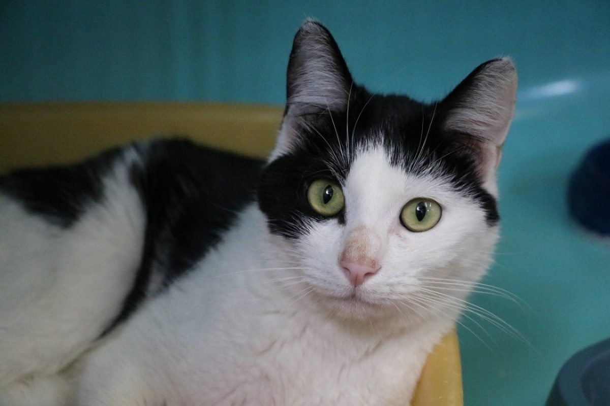 Kana - Chat Européen à adopter - photo 2