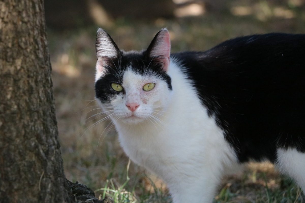 Kana - Chat Européen à adopter - photo 3