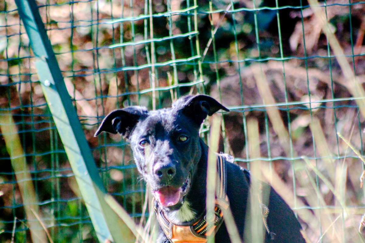 Photo #10 de Carbone