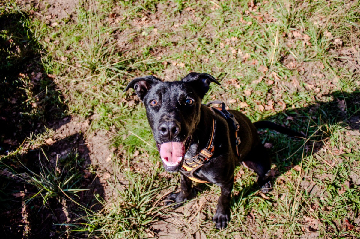 Photo #11 de Carbone