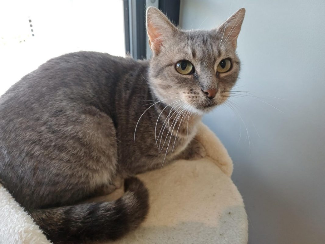 Rita - Chat Européen à adopter