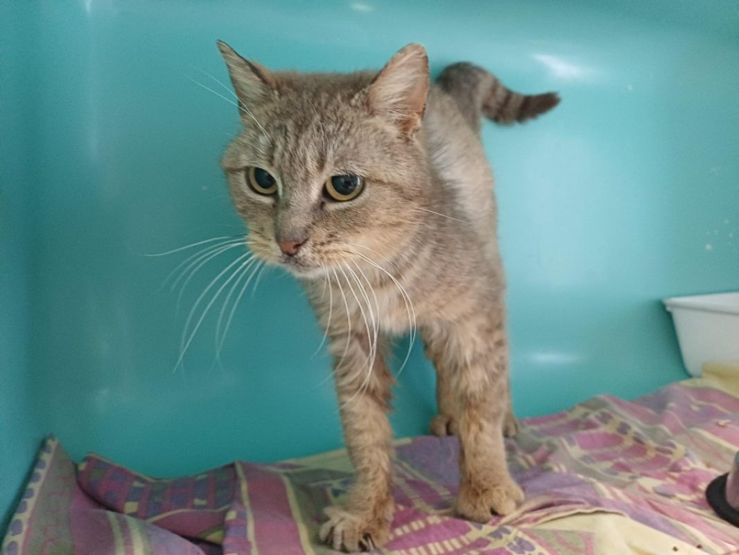 Rita - Chat Européen à adopter - photo 2
