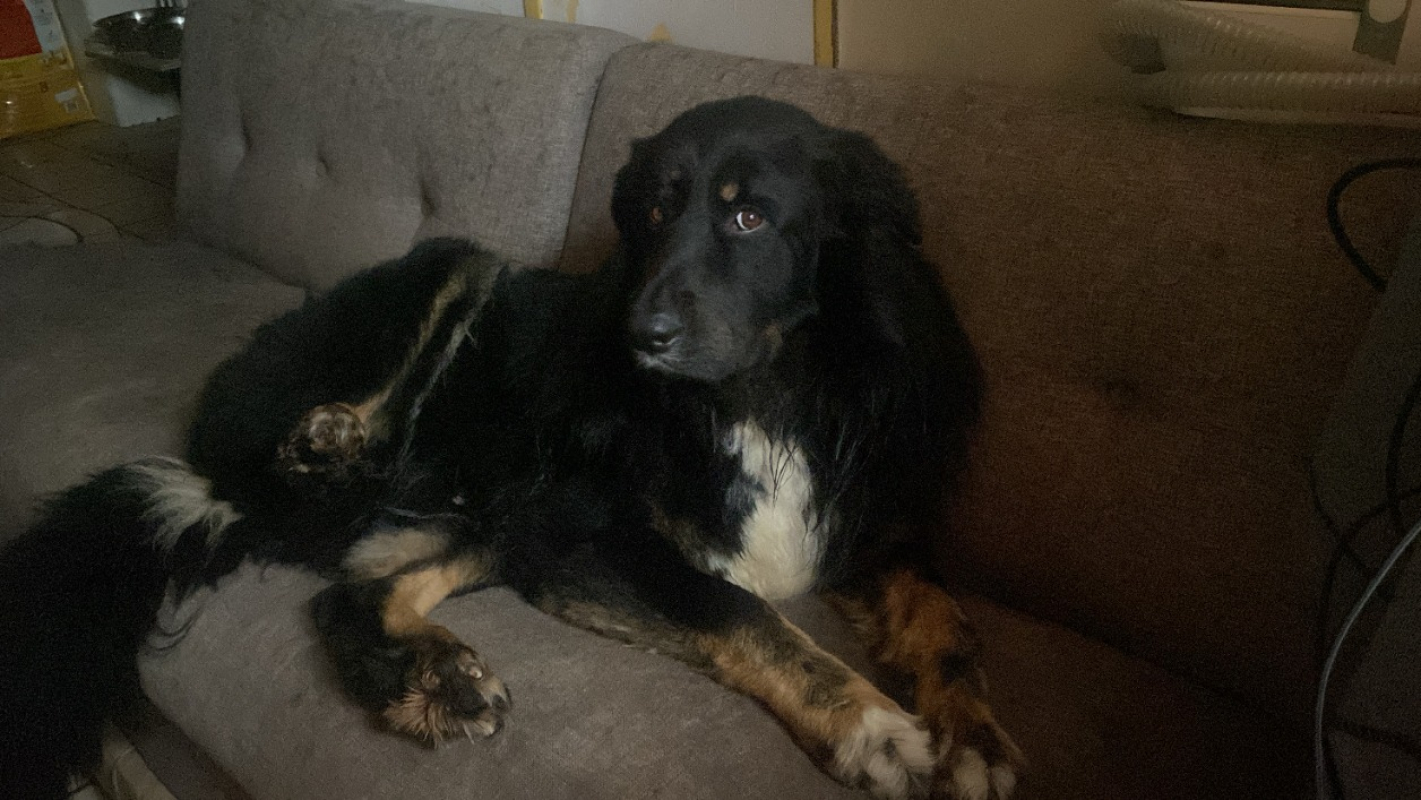 Photo de Shadow