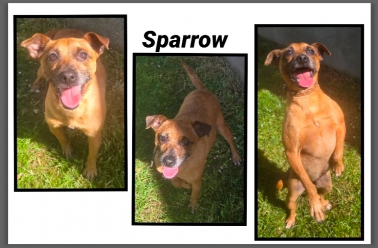 Photo de Sparrow