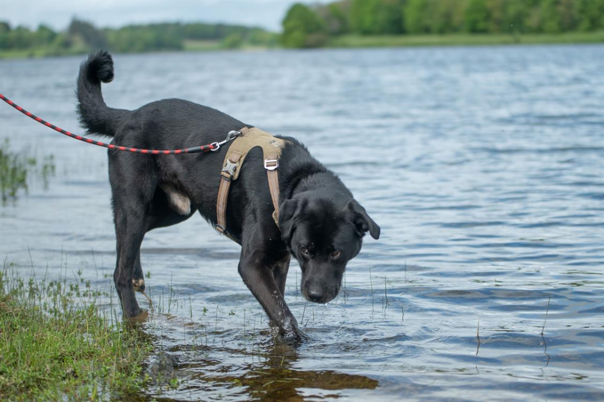 Photo #4 de Ptolemee