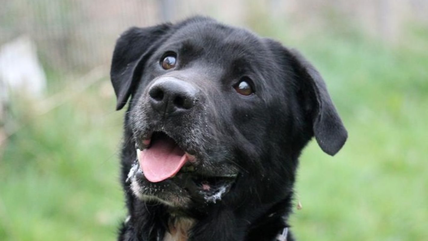 Ptolemee - Chien à adopter