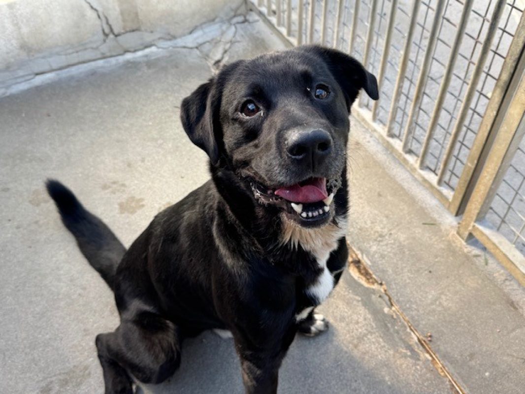 Ptolemee - Chien à adopter - photo 2