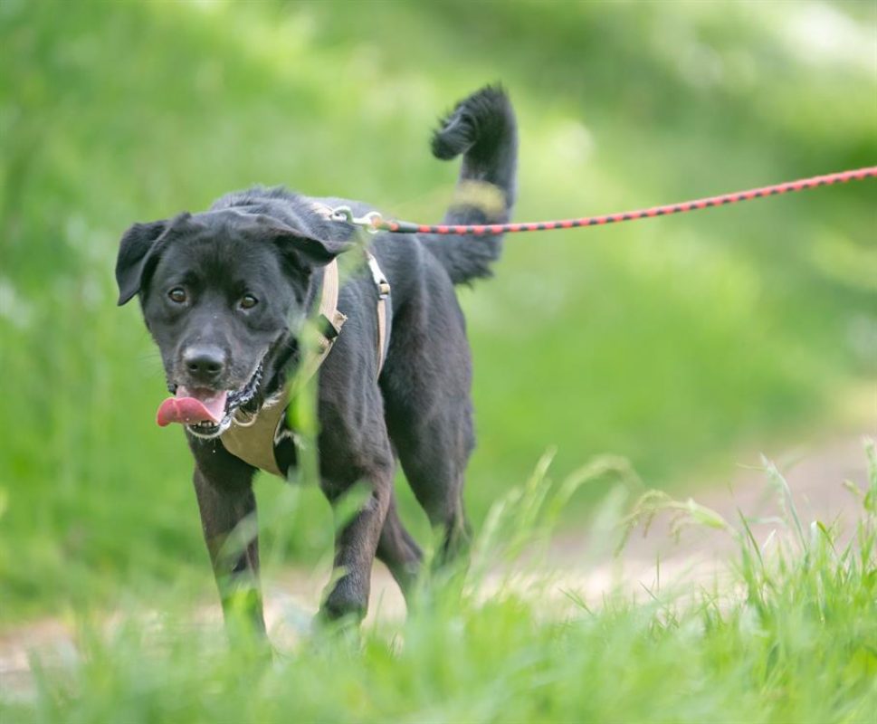 Ptolemee - Chien à adopter - photo 4