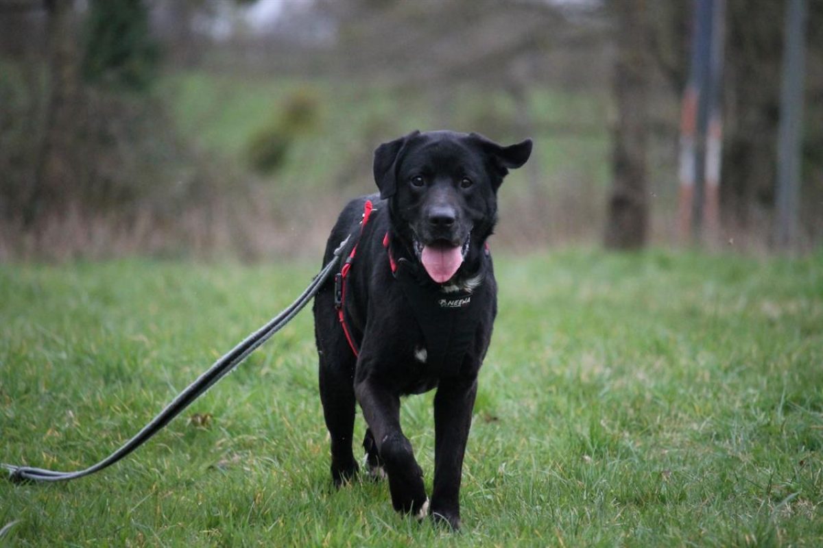 Ptolemee - Chien à adopter - photo 6