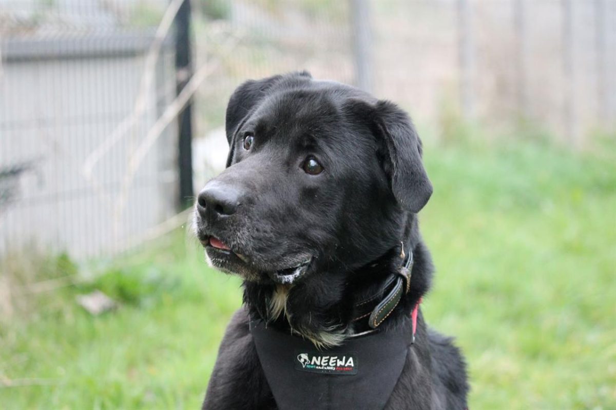 Ptolemee - Chien à adopter - photo 7