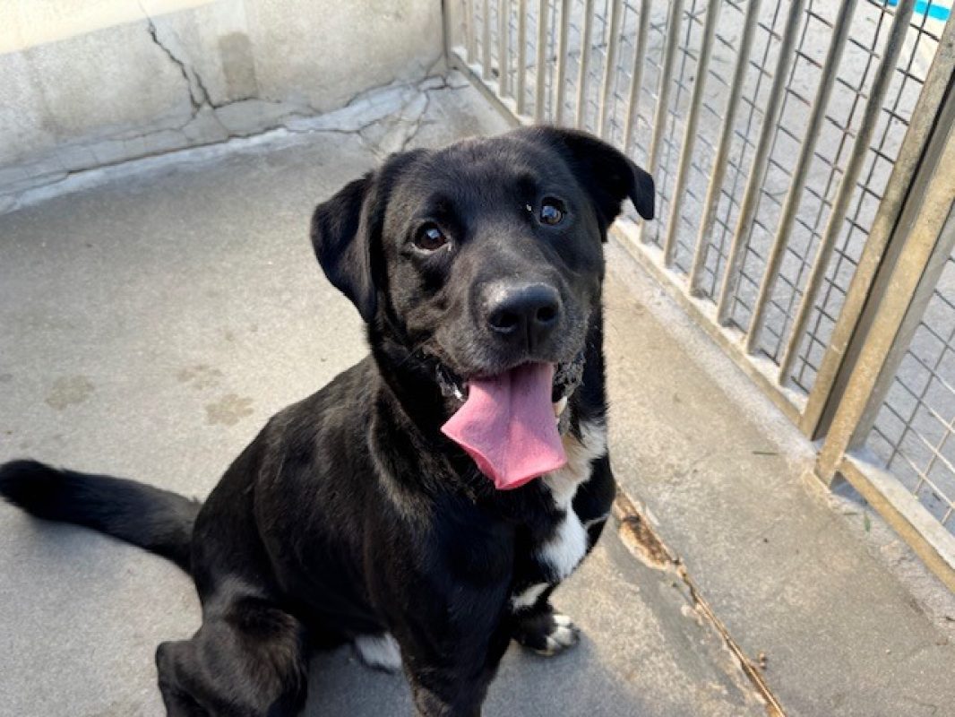 Ptolemee - Chien à adopter - photo 10