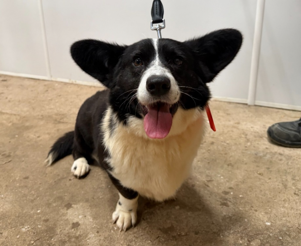 Photo de Mochi